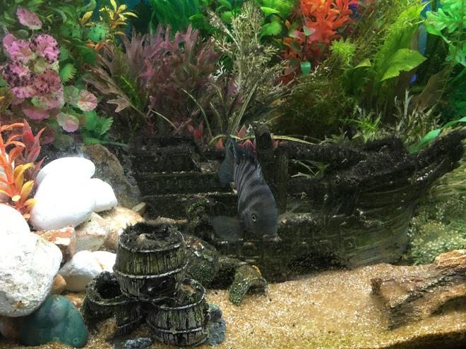 freshwater fish stocking in 44 gallons tank - Convict - The boss