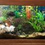 fish tank picture - Front View