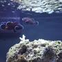 saltwater fish stocking in 12 gallons tank - Midnight black clown pair.