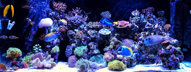 90 gallons reef tank (mostly live coral and fish) - My two years old reef tank.