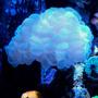 corals inverts stocking in 90 gallons tank - Bubble coral and Barlett's anthias