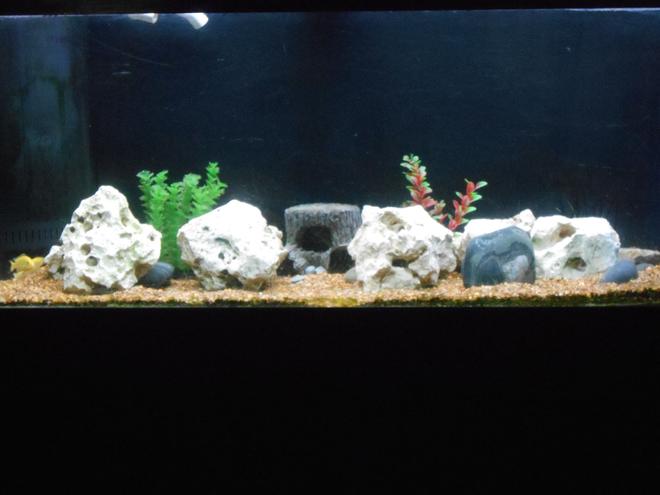 75 gallons freshwater fish tank (mostly fish and non-living decorations) - bumblee bee