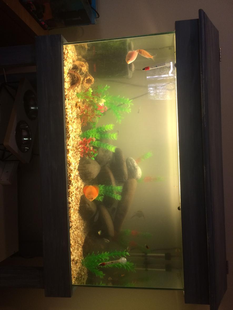 Rated #87: 50 Gallons Freshwater Fish Tank - Rate my tank