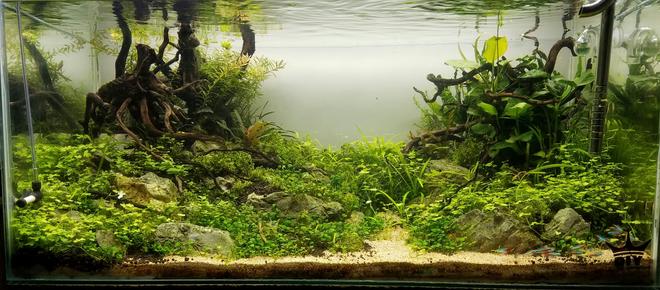 53 gallons planted tank (mostly live plants and fish) - 53gal