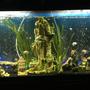 55 gallons freshwater fish tank (mostly fish and non-living decorations) - Tank pic1