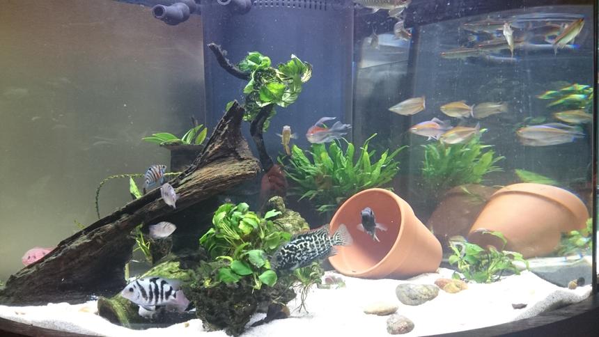 Rated #51: 54 Gallons Freshwater Fish Tank - 54 gallon West African biotope/themed with fair share of non-African residents