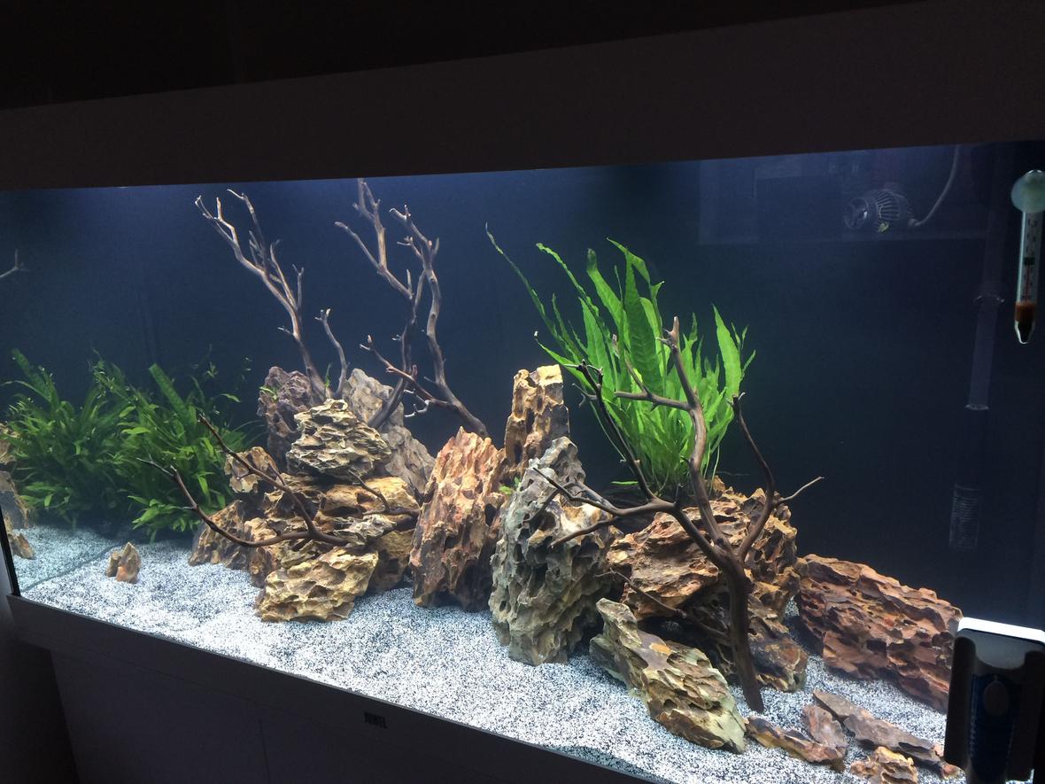 freshwater fish stocking in 350 gallons tank - Malawi Cichlids