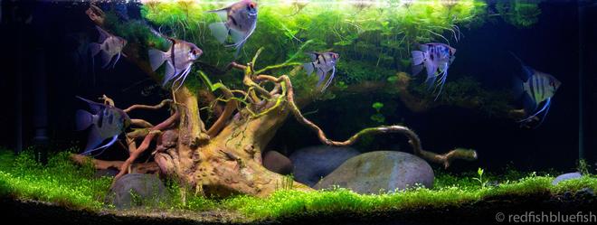 90 gallons planted tank (mostly live plants and fish) - planted 200ltr