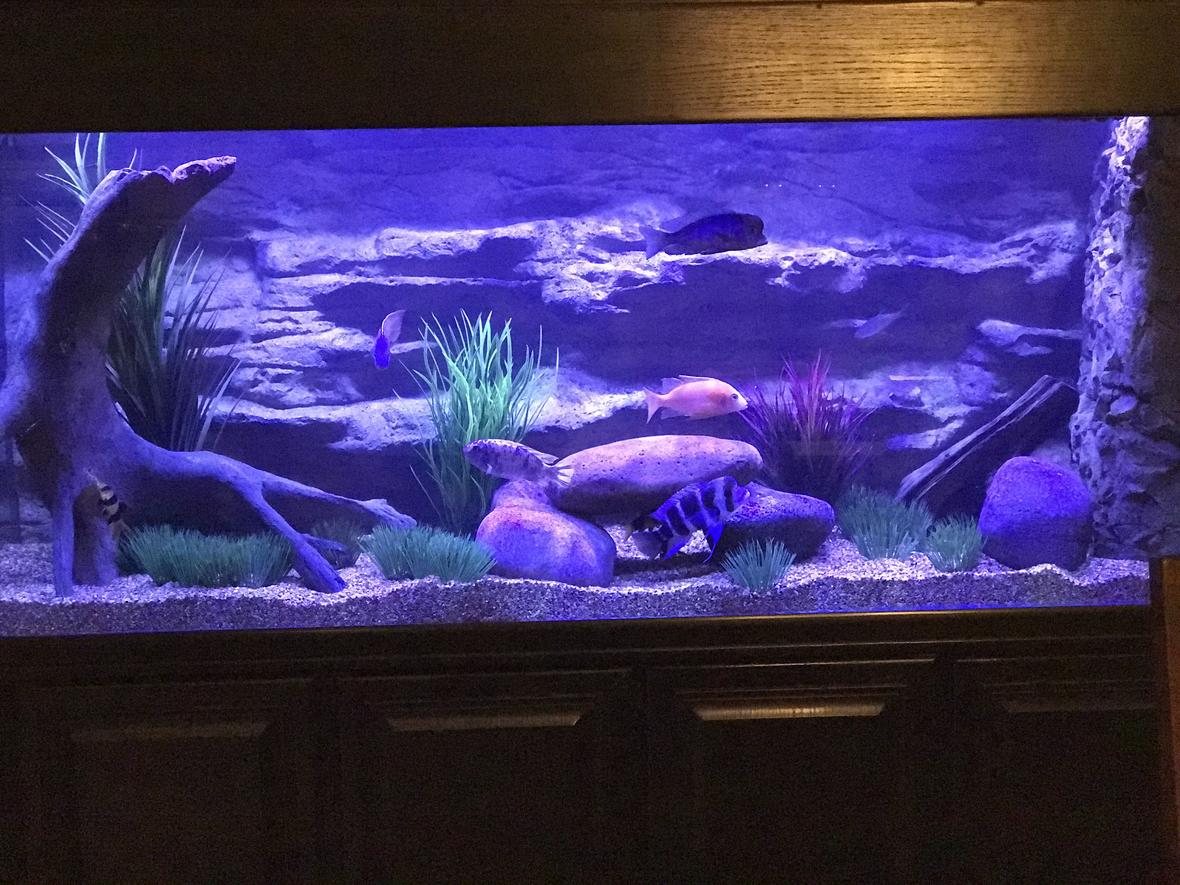 210 gallons freshwater fish tank (mostly fish and non-living decorations) - 210 tank