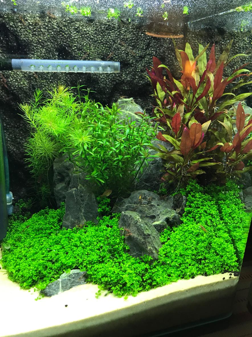 Rated #8: 8 Gallons Planted Tank - Fluval 7.9G shrimp tank