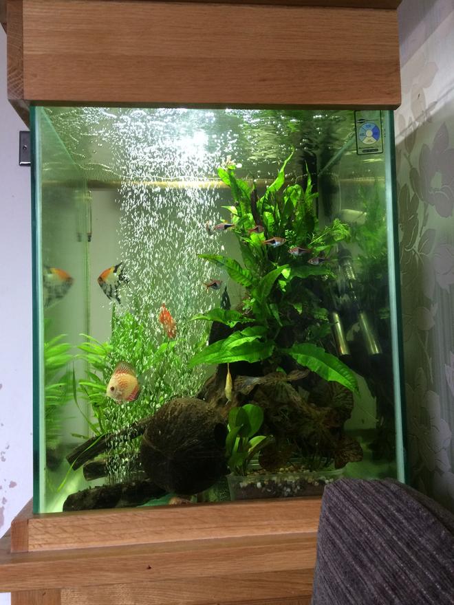 33 gallons freshwater fish tank (mostly fish and non-living decorations) - Hi