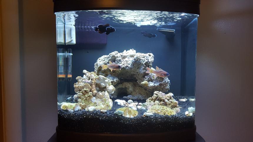 Rated #6: 12 Gallons Saltwater Fish Tank - Midnight Black Clowns
Blue Eyed Candy Cane Cardinals
Emerald crabs 
Tank is 2 moths old, last fish to add will be a goby of some kind, new lights coming soon, then a few corals