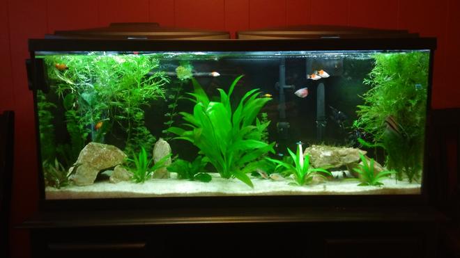 55 gallons freshwater fish tank (mostly fish and non-living decorations) - Our first aquarium