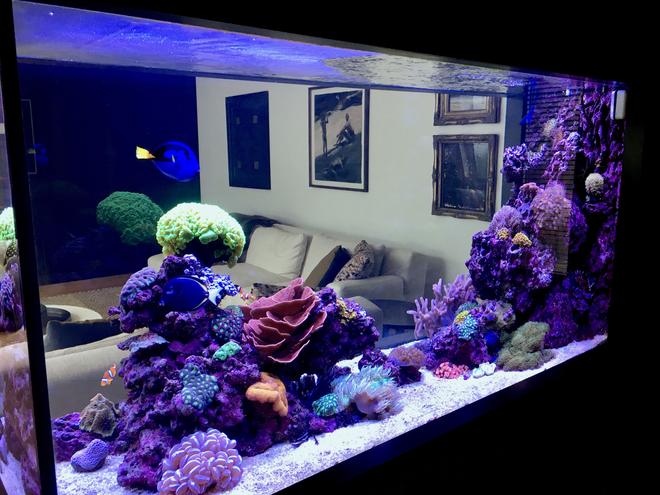 90 gallons reef tank (mostly live coral and fish) - Reef it
