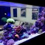 90 gallons reef tank (mostly live coral and fish) - Reef it