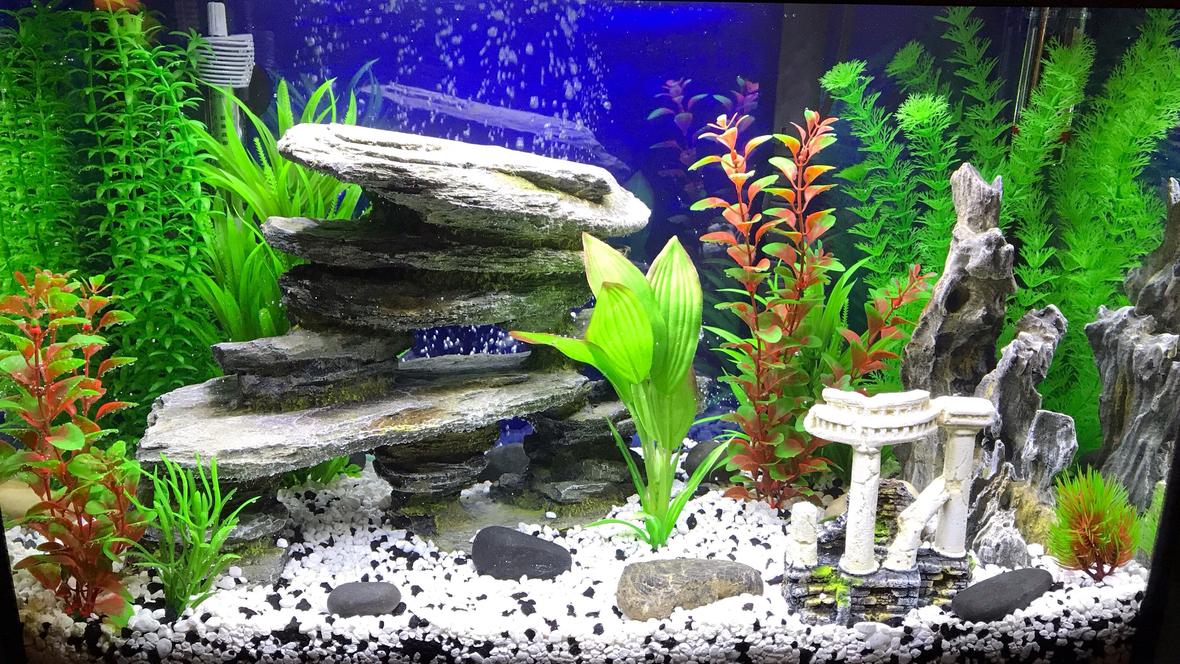 20 gallons freshwater fish tank (mostly fish and non-living decorations) - Tank before fish