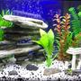 20 gallons freshwater fish tank (mostly fish and non-living decorations) - Tank before fish