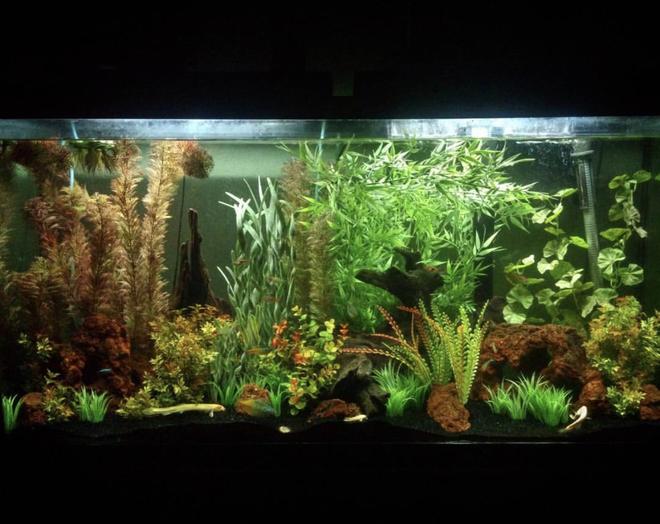 60 gallons freshwater fish tank (mostly fish and non-living decorations) - 60 gallon, community tank with faux plants