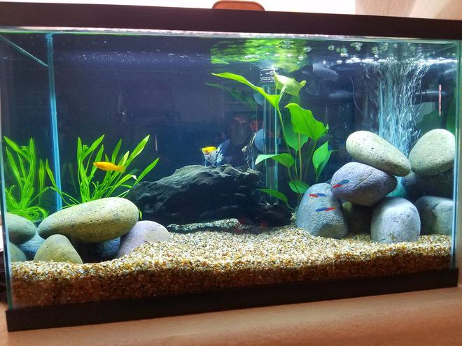10 gallons freshwater fish tank (mostly fish and non-living decorations) - Wifey's tank