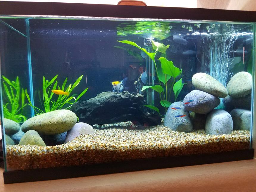 Rated #35: 10 Gallons Freshwater Fish Tank - Wifey's tank