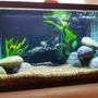 10 gallons freshwater fish tank (mostly fish and non-living decorations) - Wifey's tank