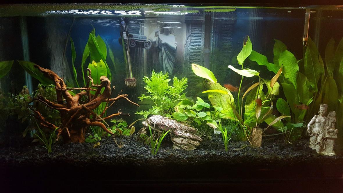 30 gallons planted tank (mostly live plants and fish) - 30 gal Freshwater planted tank, a few Serpae tetra, and one common pleco. I will be adding more fish to the tank, just haven't decided what to add at this time. I'm using an Aquaclear 30 Filtration system as well as an air stone bubbler. I also have some plant life in the tank, but I'm also adding to this feature of my tank.