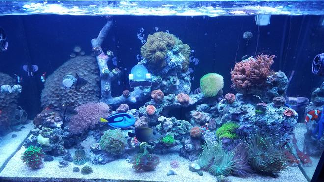 30 gallons saltwater fish tank (mostly fish, little/no live coral) - Started back up a year ago. Red sea 250 tank.