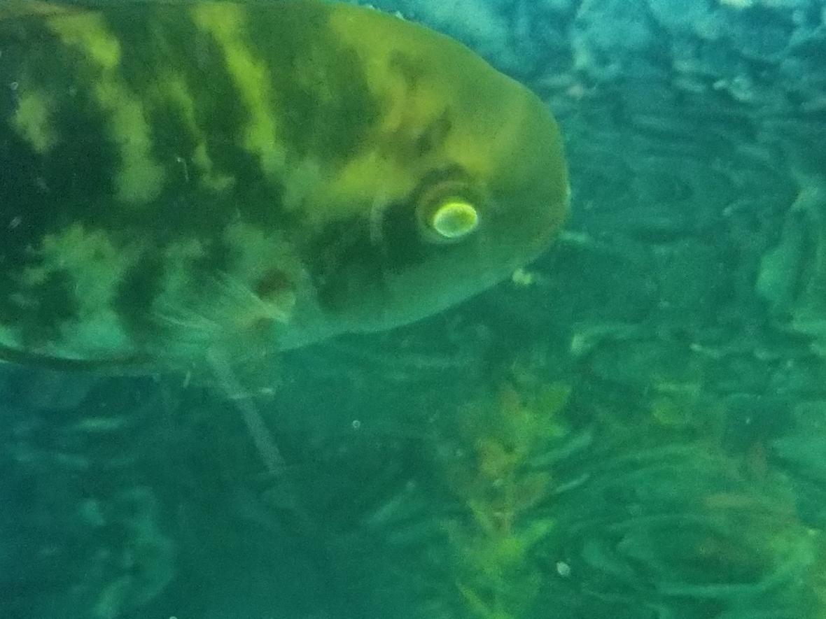 freshwater fish stocking in 75 gallons tank - My fish with white eyes