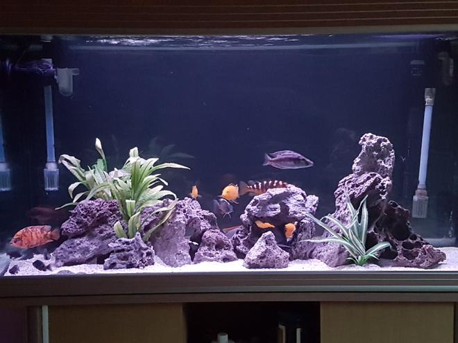 90 gallons freshwater fish tank (mostly fish and non-living decorations) - 300 ltr African cichlid aquarium