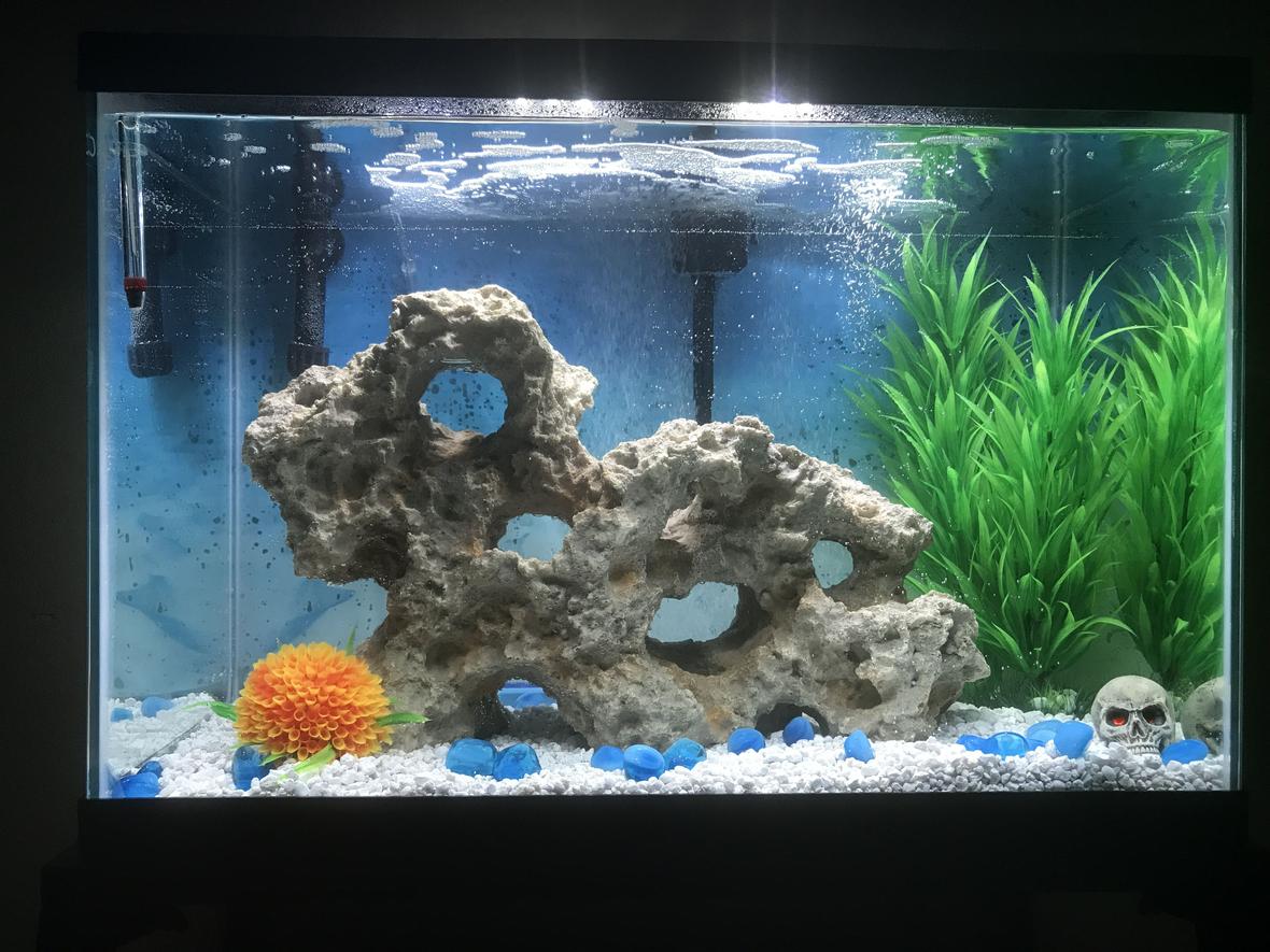 fish tank picture - New 20 gallon fish tank