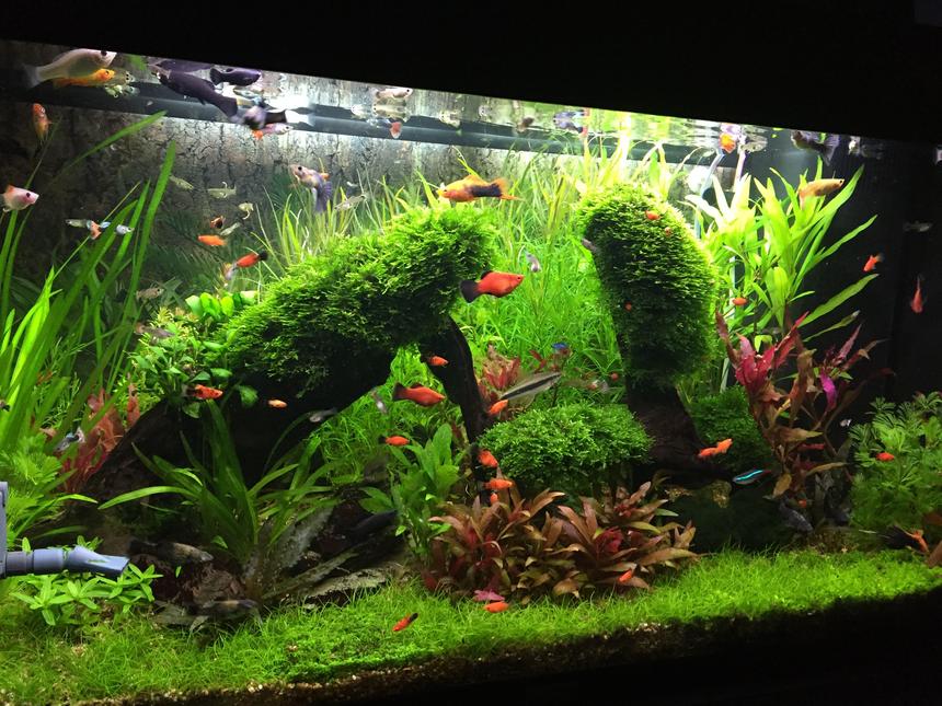 Rated #1: 33 Gallons Planted Tank - Planted tank with live barriers