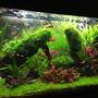 33 gallons planted tank (mostly live plants and fish) - Planted tank with live barriers
