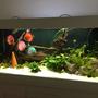 143 gallons planted tank (mostly live plants and fish) - Planted South American/Discus biotope
