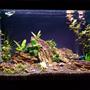 29 gallons planted tank (mostly live plants and fish) - My Tank