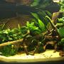 120 gallons freshwater fish tank (mostly fish and non-living decorations) - My West African
