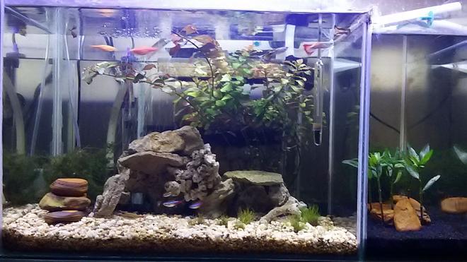 13 gallons planted tank (mostly live plants and fish) - Custom built nano tank & shrimp tank