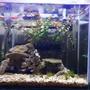 13 gallons planted tank (mostly live plants and fish) - Custom built nano tank & shrimp tank