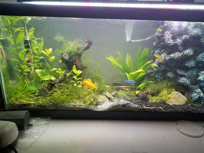 40 gallons planted tank (mostly live plants and fish) - Hawaiian Tank left view showing cobalt,  electric yellow,  Johanni, auratus,  albino algae eater,  and an albino auratus peaking from behind driftwood!