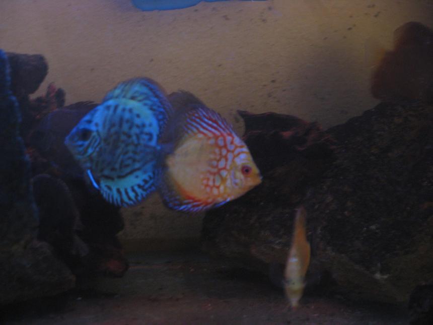 Rated #9: Freshwater Fish Stocking In 180 Gallons Tank - Discus twins
