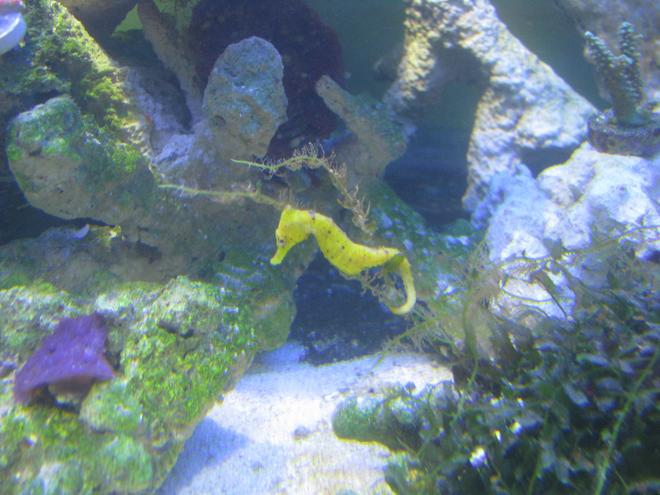 corals inverts stocking in 180 gallons tank - See the horse