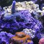 180 gallons reef tank (mostly live coral and fish) - Superman stag