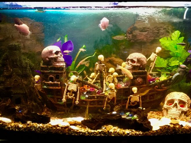 180 gallons freshwater fish tank (mostly fish and non-living decorations) - Shipwrecked