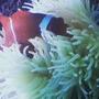 saltwater fish stocking in 260 gallons tank - my maroon clownfish inside his seabae anemone home