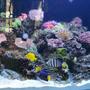 260 gallons reef tank (mostly live coral and fish) - 260 gallon reef tank with various fish