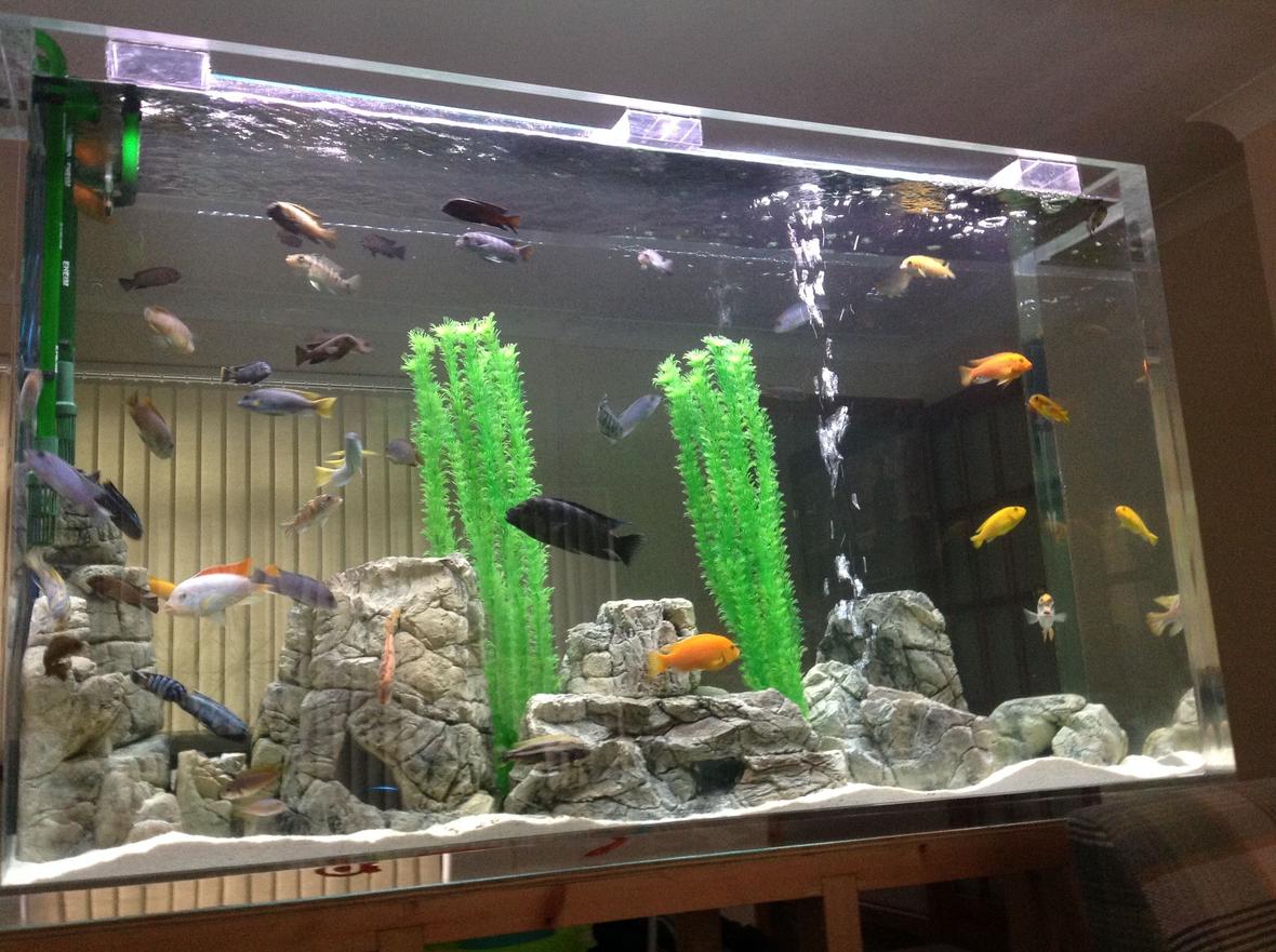 150 gallons freshwater fish tank (mostly fish and non-living decorations) - Daytime