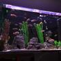 fish tank picture - Night shot