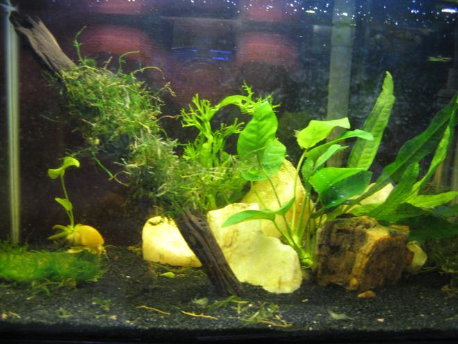 6 gallons planted tank (mostly live plants and fish) - This a Betta tank i converted into a planted. Was running it with sand and rock for Betta now as of 10-14-2017 i have made it my first planted tank. Did  a LOT of research and found what should be non co2 needing low light loving plants to start with . Top Fin 5.5 No lidNicrew LED Light 11  19Aquaclear 20Off brand titanium 10-watt heaterHave several pieces of quartz form my yard in there i boiled and vinegar tested.5 Lbs. Black Sand National Geo brandHad one Leaching piece of Mopani in there it would not stop leaching tannins, So yea it is gone and replaced with a piece if Malaysian driftwood. Have Following plants in there Java Moss Taxiphyllum barbieriNarrow Leaf Java Fern Microsorum pteropus var. NarrowWindelov Java Fern Microsorum pteropus var. windelovAnubias Nana Anubias barteri var. nanaBanana Plant Nymphoides aquaticaFlame Moss ?Taxiphyllum sp???