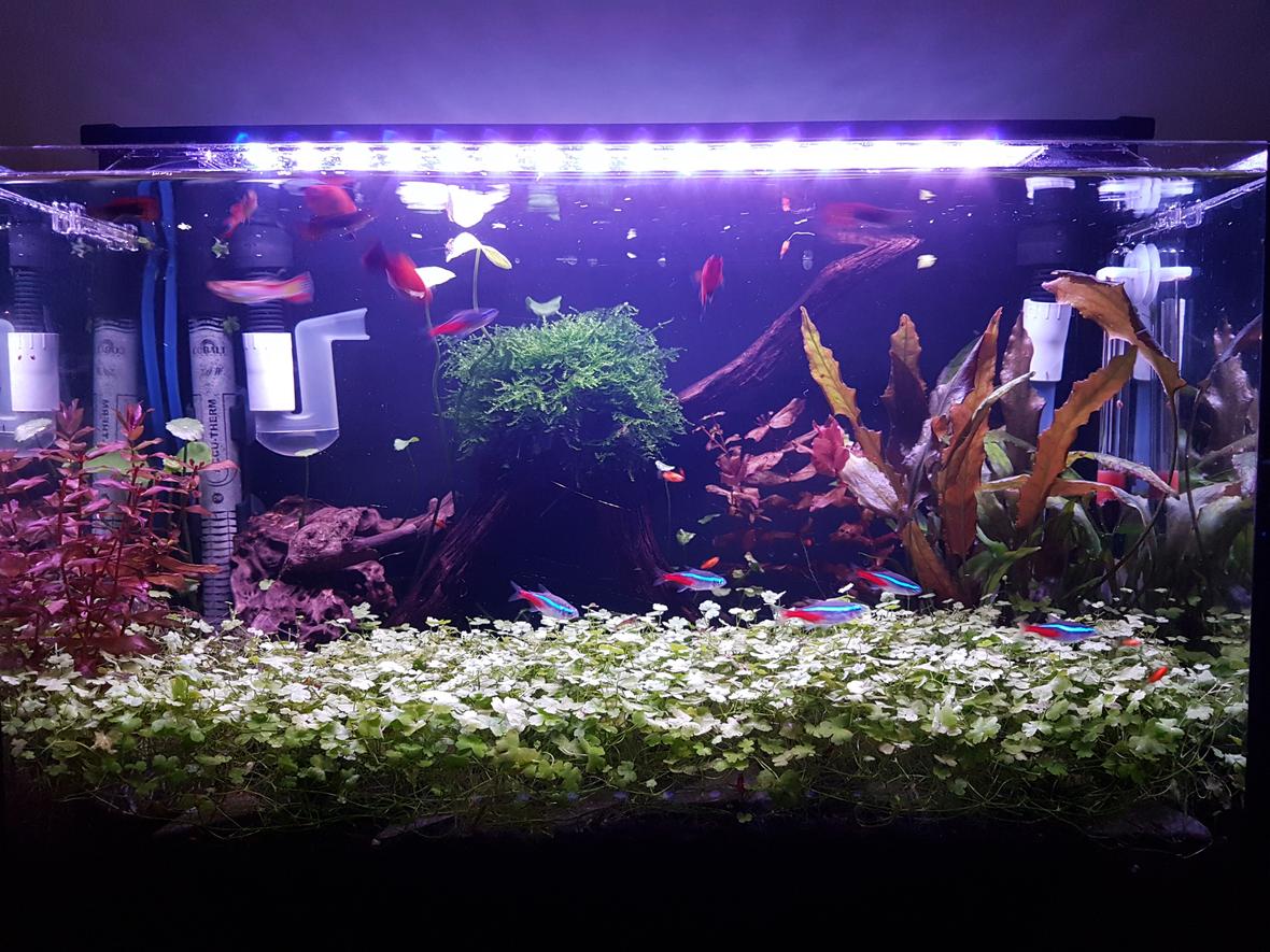 10 gallons planted tank (mostly live plants and fish) - Super.