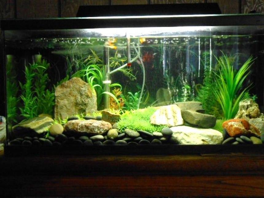 Rated #57: 50 Gallons Freshwater Fish Tank - 50 gal. Freshwater tank.