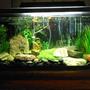 50 gallons freshwater fish tank (mostly fish and non-living decorations) - 50 gal. Freshwater tank.